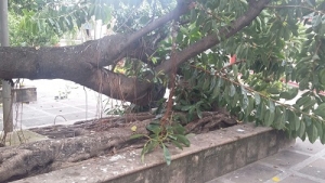 Retiran restos de árbol que cayó en Plaza de Armas