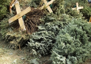Habilitarán puntos de acopio para árboles navideños a partir de hoy